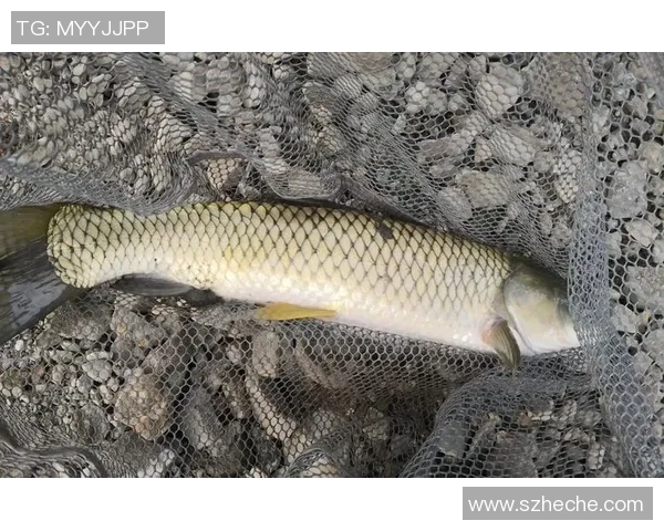 男人在邕江钓上27.5公斤大鱼!卖了2000多元